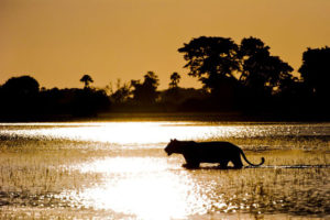 Safari Scapes Jao