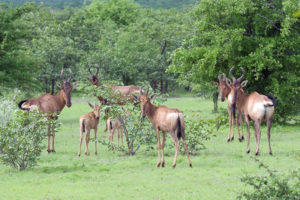 Safari Scapes Little Ongava