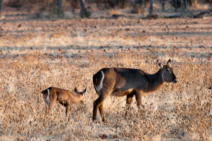Safari Scapes Little Ongava