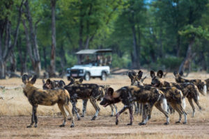 Safari Scapes Ruckomechi