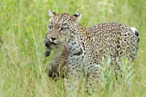 Safari Scapes Vumbura