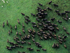 Safari Scapes Zambia