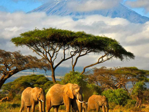 Safari Scapes Tanzania