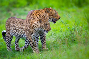 Safari Scapes Chinzombo