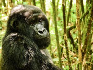 Safari Scapes Sabyinyo Silverback Lodge