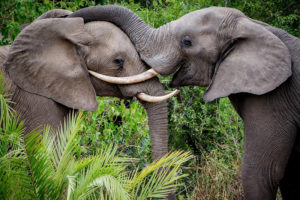 Safari Scapes South African Kirkmans Kamp
