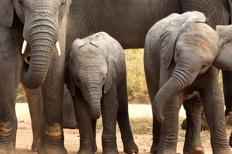 Safari Scapes South African Safari Phinda Forest Lodge