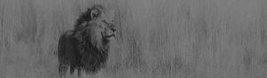 Safari Scapes South Africa