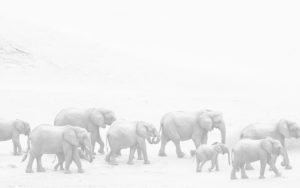 Safari Scapes Home Banner 02